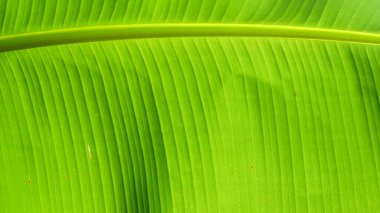 Yeşil muz yaprakları. Görünür doku. Arkaplan tasarımı malzemesi olarak kullanılabilir
