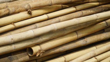Bir yığın bambu çubuğu. Rengi kahverengimsi sarı
