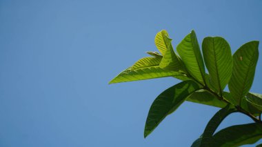Mavi arkaplanda yeşil guava yaprakları