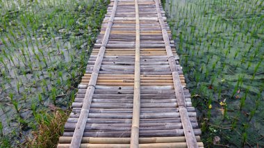 Pirinç tarlalarının ortasındaki bambu köprü. Seçilene odaklan