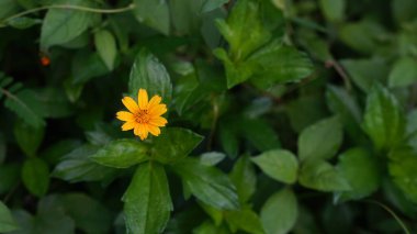 Wedelia trilobata veya Sphagneticola çiçekleri yeşil yapraklı sarıdır. Seçilene odaklan