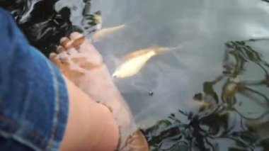 Göletteki küçük balıklarla tedavi terapisi. Ayakta balık spası