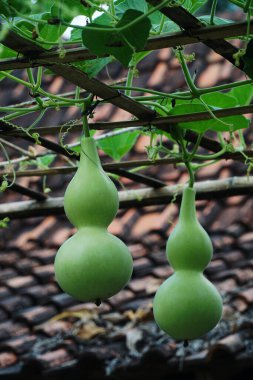 Bottle gourd or calabash, green fruit grows in the garden. Focus selected clipart