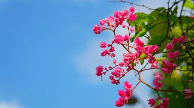 Mavi gökyüzü arka planında pembe çiçekler. Antigonon leptopus, Meksikalı sürüngen. Seçilene odaklan