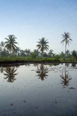 Mavi gökyüzünde üç hindistan cevizi ağacı. Suda pirinç tarlalarını sular altında bırakan bir yansıma var.