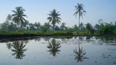 Açık havada üç hindistan cevizi ağacı. Suda pirinç tarlalarını sular altında bırakan bir yansıma var.