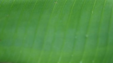 Çapraz kıvrımlı bulanık muz yaprağı. Yeşil ve taze. Arkaplan tasarımı için harika