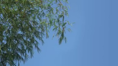 Bambu yaprakları rüzgarda mavi gökyüzü arka planına karşı