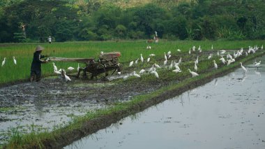 Çiftçiler Blekok Birds eşliğinde tarlaları sürüyorlar.
