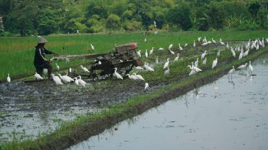 Çiftçiler Blekok Birds eşliğinde tarlaları sürüyorlar.