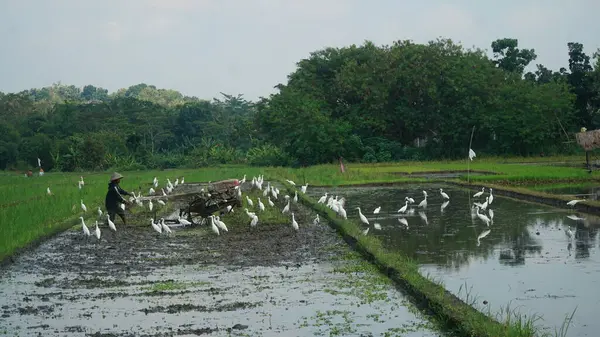 Çiftçiler Blekok Birds eşliğinde tarlaları sürüyorlar.