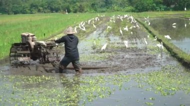 Çiftçiler Blekok Birds eşliğinde tarlaları sürüyorlar.