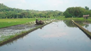 Çiftçiler Blekok Birds eşliğinde tarlaları sürüyorlar. Yakınlaştır