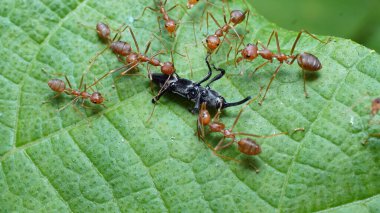 Bazı kırmızı karıncalar yeşil yapraklarda böcek taşıyarak birlikte çalışıyorlar.