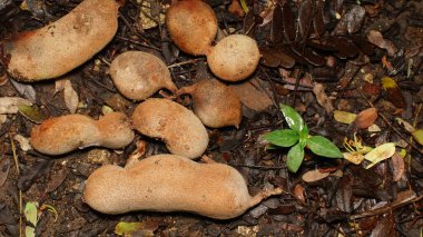 Yere düşen demirhindi meyvesi.