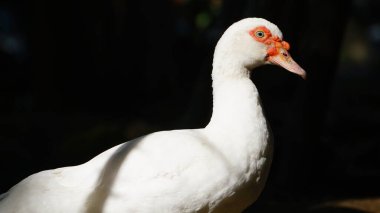 Sabah güneşinde beyaz Muscovy ördeği. Siyah arka plan. Seçilene odaklan