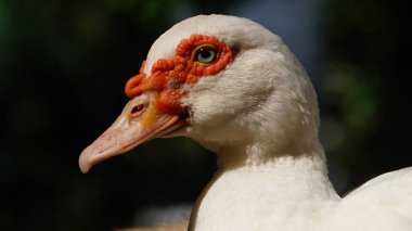 Sabah güneşinde beyaz Muscovy ördeği. Bulanık arkaplan. Göze odaklanılır