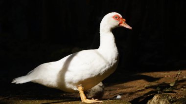 Sabah güneşinde beyaz Muscovy ördeği. Siyah arka plan. Seçilene odaklan