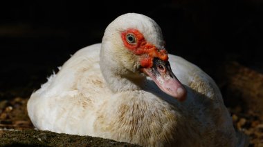 Sabah güneşinde beyaz Muscovy ördeği. Siyah arka plan. Göze odaklanılır