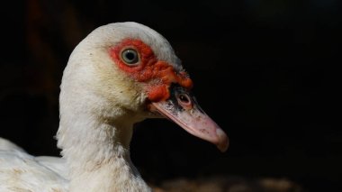 Sabah güneşinde beyaz Muscovy ördeği. Siyah arka plan. Göze odaklanılır