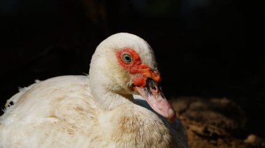 Sabah güneşinde beyaz Muscovy ördeği. Siyah arka plan. Göze odaklanılır