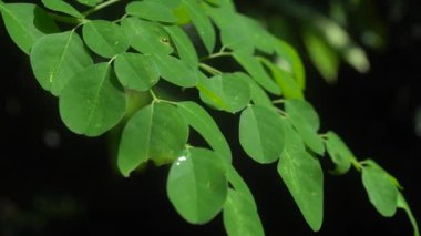 Yeşil Moringa yaprakları sabah güneşine maruz kalır..
