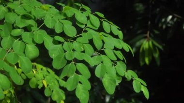 Yeşil Moringa yaprakları sabah güneşine maruz kalır..