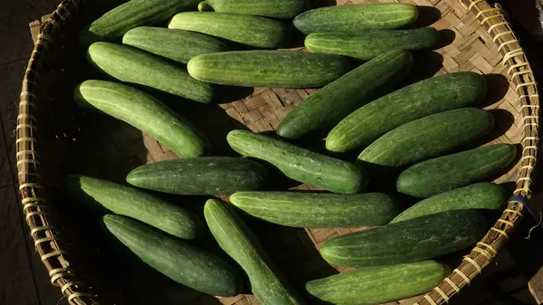 Bambu sepetinde taze salatalıklar. Sabah güneşine maruz kalmış. Yeşil renk
