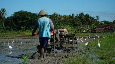 Çiftçiler tarlaları traktörle sürüyorlar. Beyaz Blekok kuşları ve leylekler çevrede yiyecek arıyorlar.