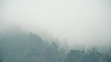 Dağ yamacındaki ağaçları sis kapladı.