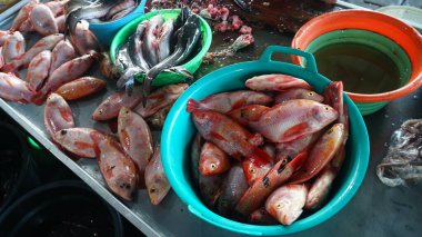 Geleneksel bir pazarda, bir tüccar tezgahında kovadaki Tilapia balığı. Seçilene odaklan