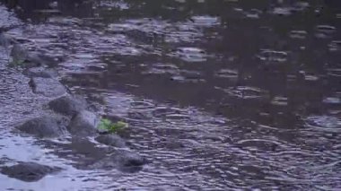 Yerdeki su birikintilerinin üzerine yağmur damlaları düşüyor.