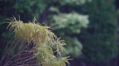 Bitkilerin yeşil yapraklarına yağmur yağar, seçilmiş odaklanır