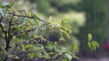 Bitkilerin yeşil yapraklarına yağmur yağar, seçilmiş odaklanır