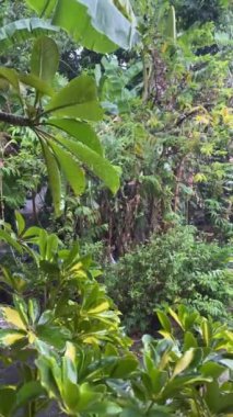 Yapraklara yağmur damlaları düşer. Yeşil yapraklar arkaplan