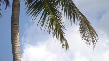 Hindistan cevizi yaprakları rüzgarda yavaşça hareket eder. Mavi gökyüzü ve beyaz bulutlar arka plan