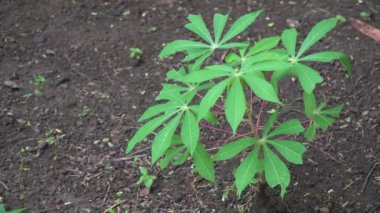 Cassava bitkileri yerde. Cassava yaprakları rüzgarda yavaşça hareket eder.