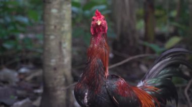 Horozlar siyah ve kahverengi. Odaklanma seçildi, arkaplan bulanıklaştı