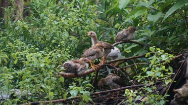 Ağaç dalında birkaç piliç. Yeşil yapraklı arka plan. Seçilene odaklan