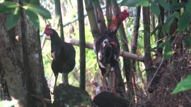 Horoz ve tavuk bambu ağacının altındaki bir kayanın üzerinde duruyorlar. Seçili odaklanma, bulanık arkaplan