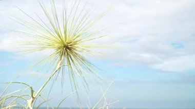 Spinifex Sericeus rüzgarda sallanıyor. Beyaz bulutlar. Seçilene odaklan