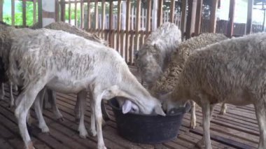 Kafesteki birkaç keçi kova dolusu yemek yiyordu.