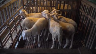 Birkaç beyaz keçi bir kafese tıkılmış. Seçilene odaklan