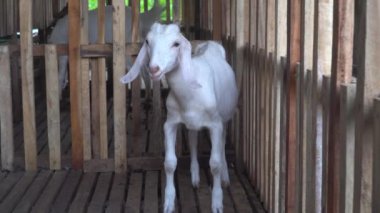 Kafesteki beyaz keçi yemek çiğniyor. Seçilene odaklan
