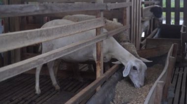 Kafesteki beyaz keçiler yemek yiyor. Seçilene odaklan