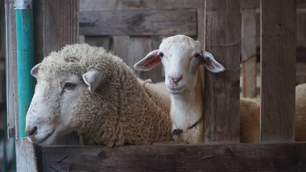 Beyaz keçiler ve koyunlar ağılda, kafaları dışarıda. Seçilene odaklan