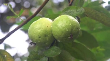 Ağaçta iki yeşil guava. Kamera zumluyor. Seçilene odaklan
