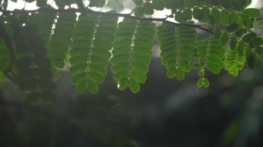 Yeşil Moringa yaprakları sabah güneşine maruz kalıyor. Bulanık arkaplan