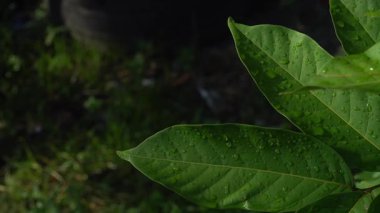 Yüzeyinde çiy taneleri olan yeşil yapraklar. Odaklanma seçildi. Bulanık arkaplan