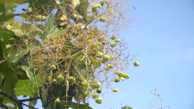 Tik ağacı çiçekleri ve yaprakları rüzgarda yavaşça hareket eder. Seçilene odaklan